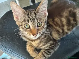 Mixed Breed cats Gorgeous Kittens Seeking Forever Homes - Advert 1