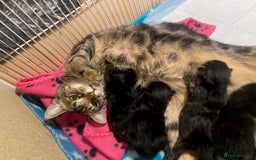 Mixed Breed cats for sale: 3 Adorable Fluffy Kittens Looking for Forever Home - Image 4