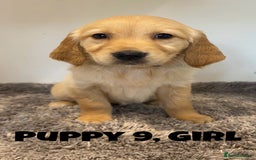 Golden Retriever dogs for sale: Gorgeous K/C Golden Retriever Puppies - Image 9