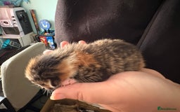 Domestic Shorthair cats for sale: 5 Domestic Shorthair Kittens - Image 24