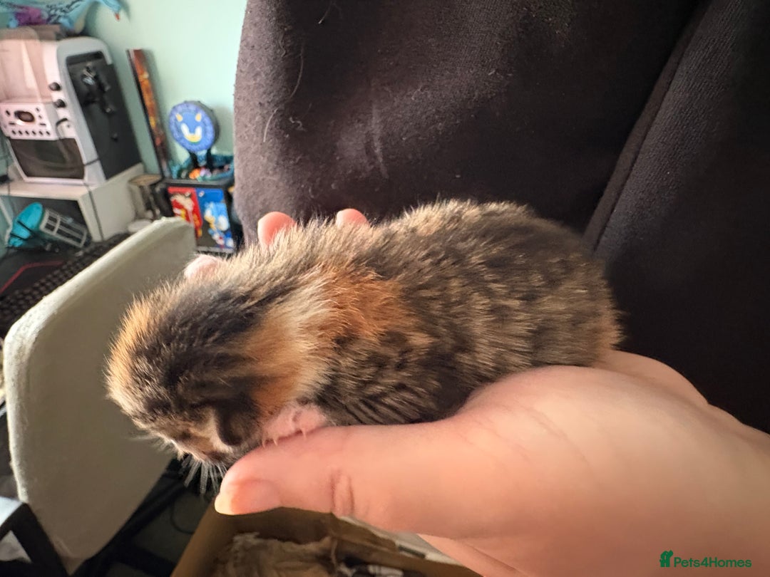 Domestic Shorthair cats for sale: 5 Domestic Shorthair Kittens - Image 24