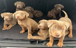 Labrador Retriever dogs for sale:  KC registered Silver and silver and tan labs  - Image 6