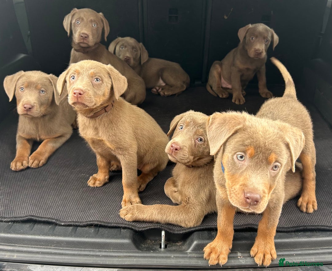 Labrador Retriever dogs for sale:  KC registered Silver and silver and tan labs  - Image 6