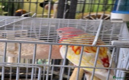 Parakeets birds for sale: Rubino rosellas  - Image 3