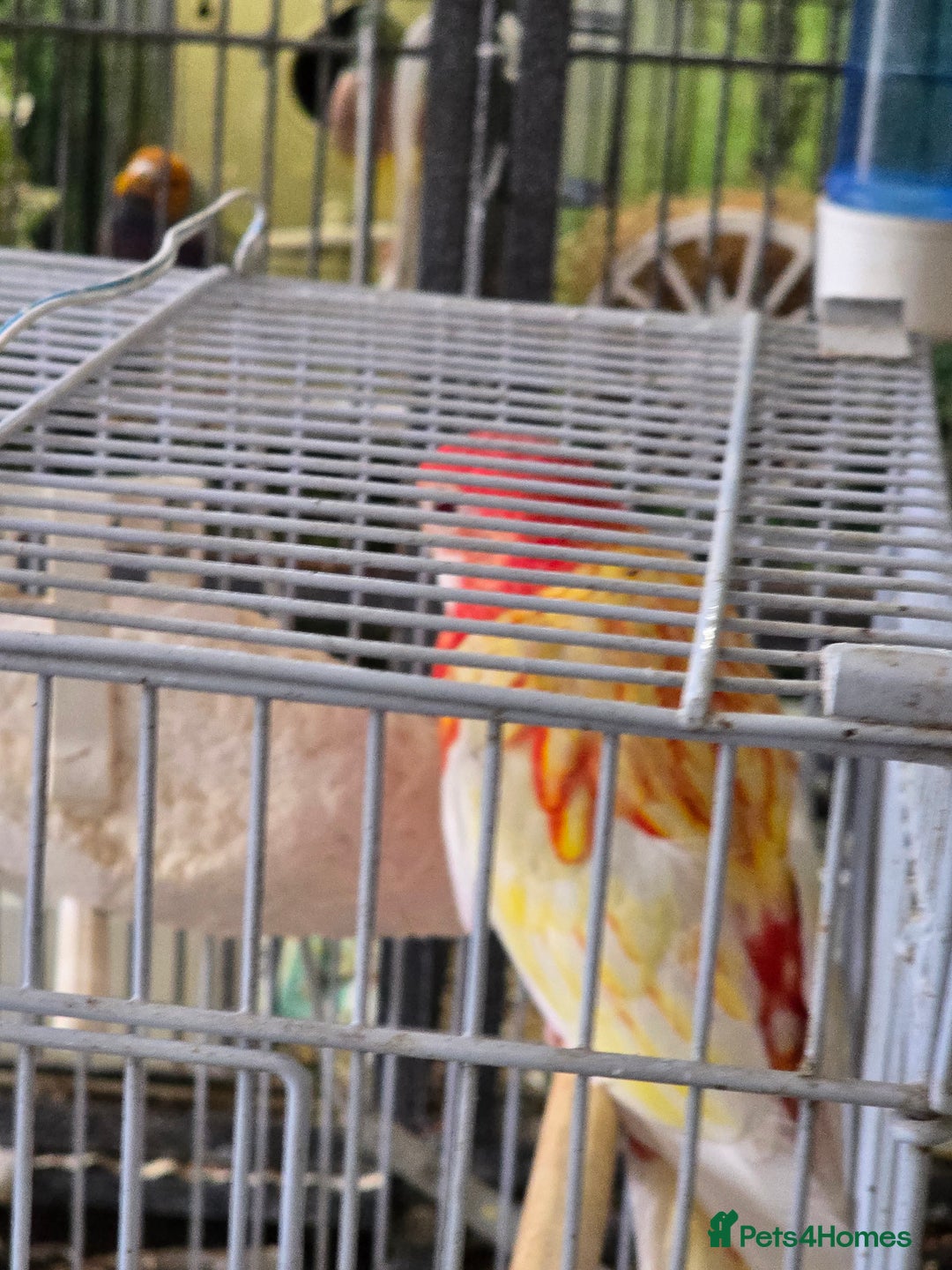 Parakeets birds for sale: Rubino rosellas  - Image 3