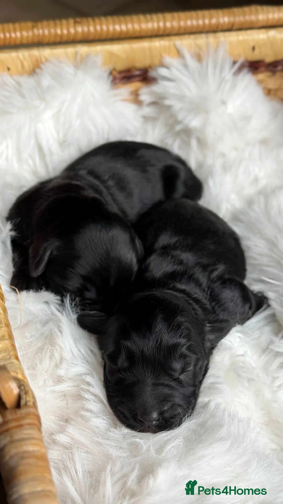 Australian Labradoodle dogs for sale: Five Australian Labradoodle puppies - Advert 12