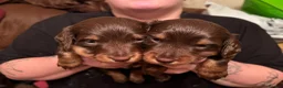 Miniature Dachshund dogs for sale: kc mini dachshund pups READY NOW - Advert 21