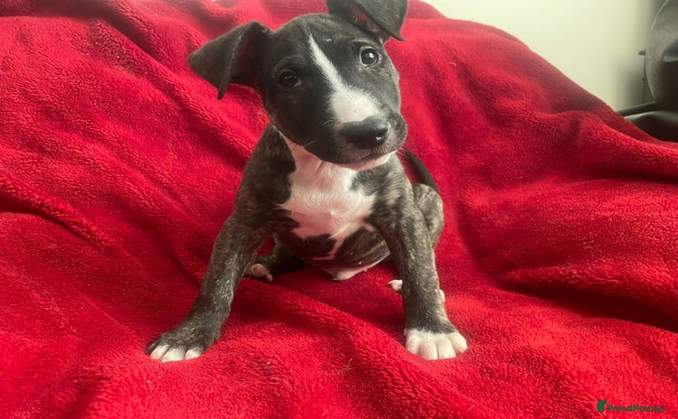 English Bull Terrier dogs - Advert 1