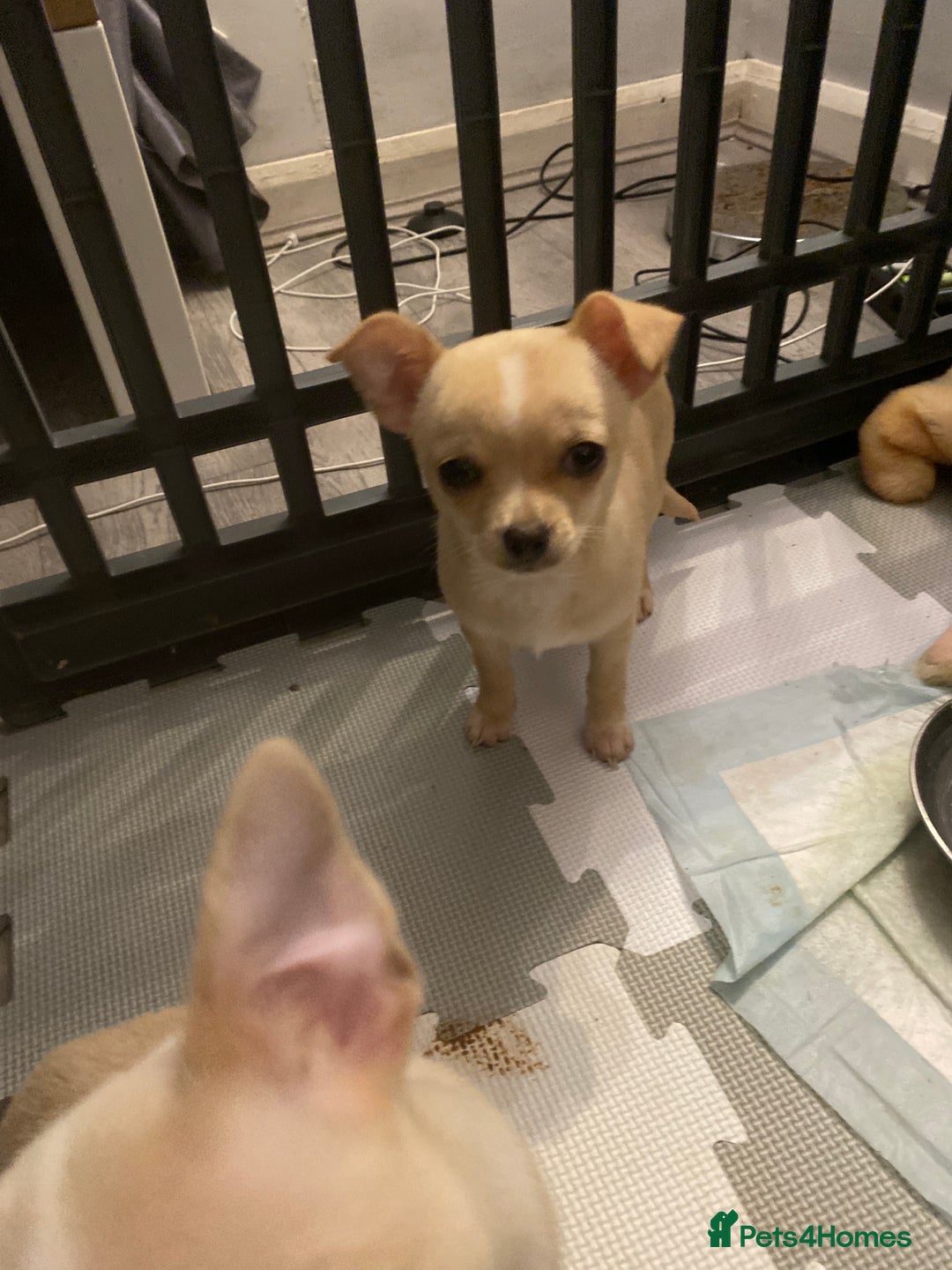Chihuahua dogs for sale: CHIHUAHUA PUPPIES 2 BOYS 2 GIRLS READY TO LEAVE - Advert 13