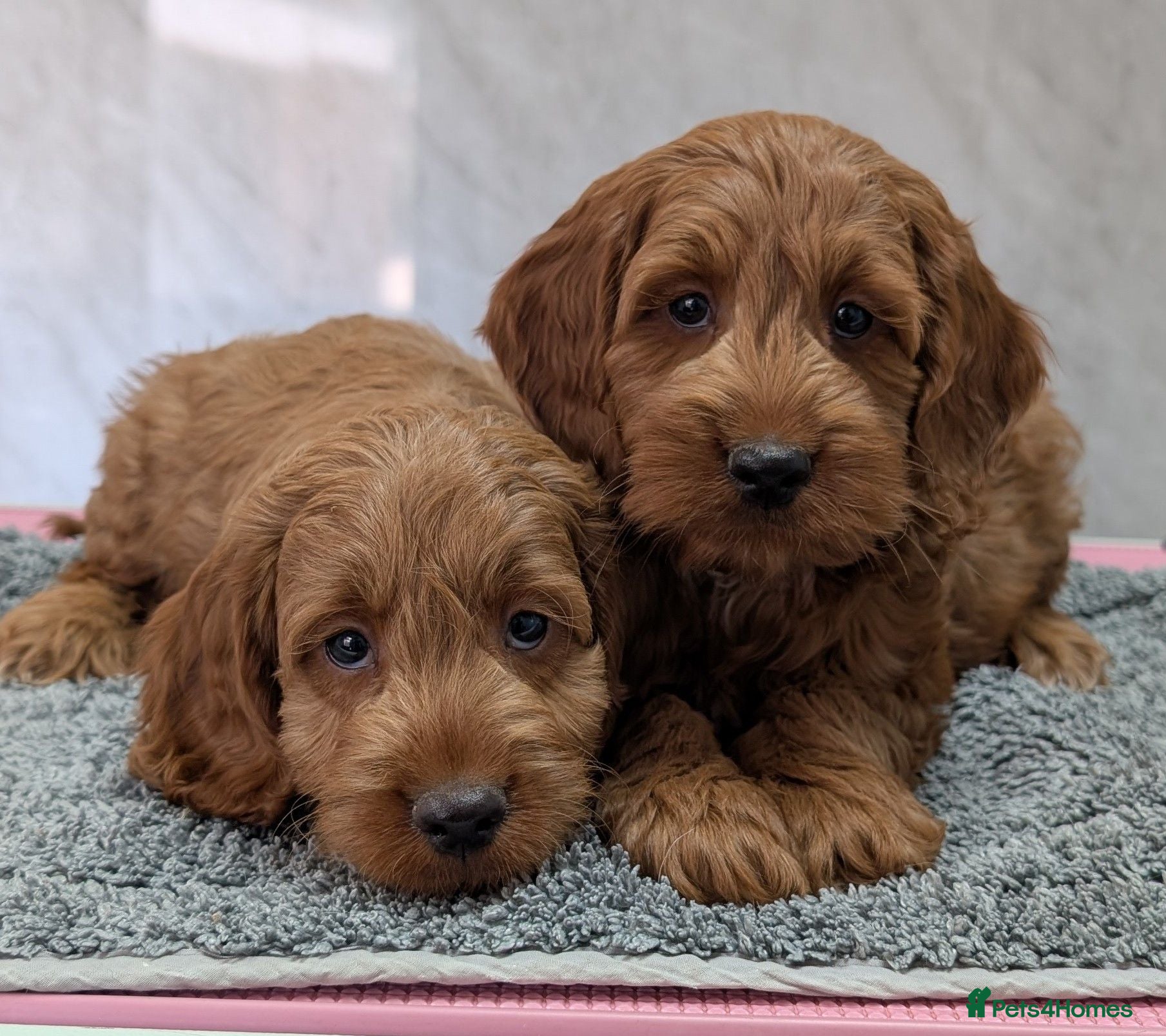 Cockapoo dogs Beautiful red pups from health tested parents - Advert 4