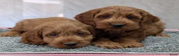 Cockapoo dogs for sale: Beautiful red pups from health tested parents - Advert 1