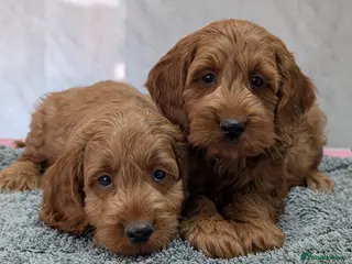 Cockapoo dogs Beautiful red pups from health tested parents - Advert 4