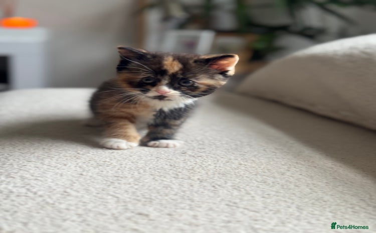 RagaMuffin cats - Advert 1