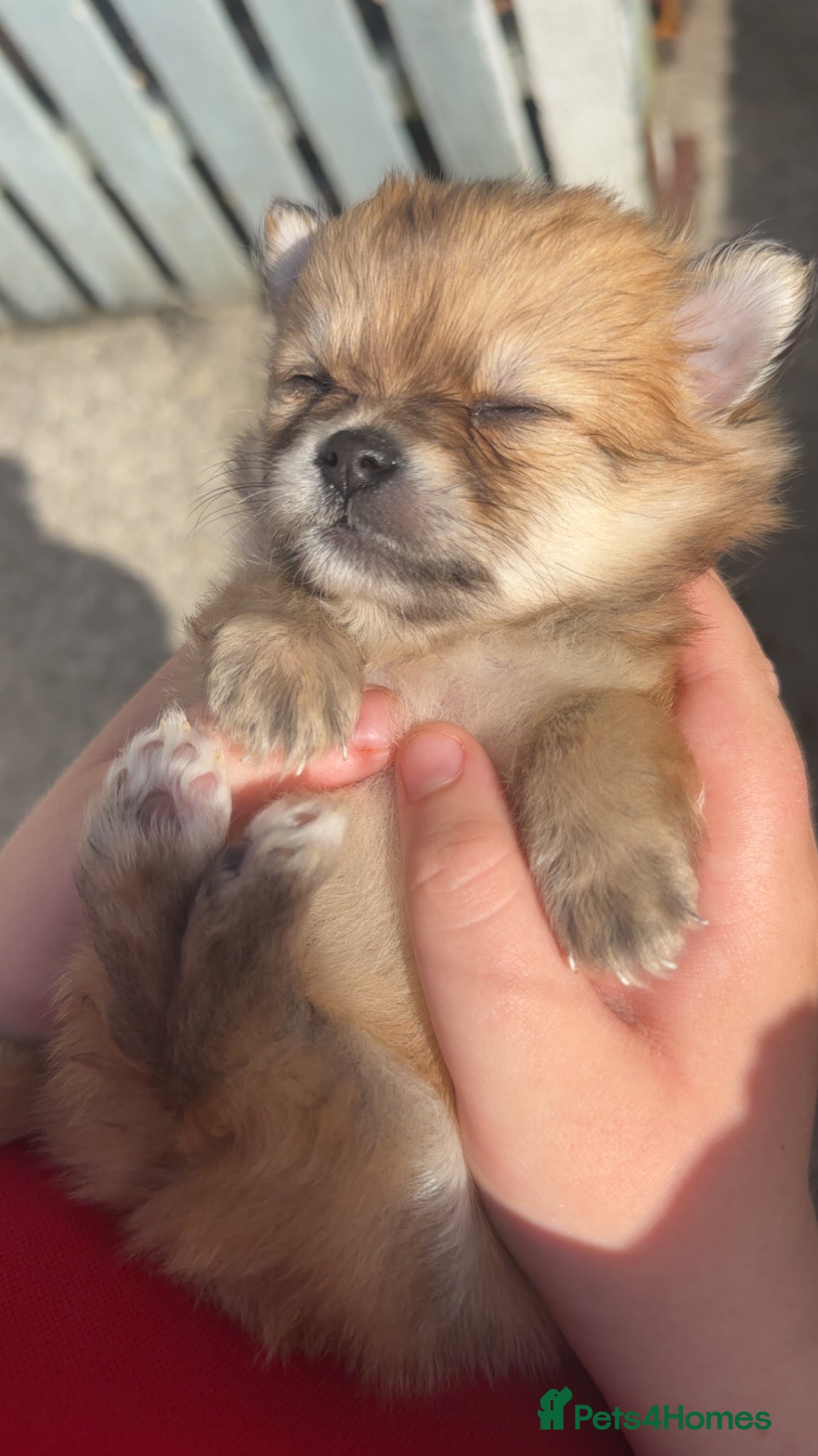 Pomchi dogs for sale: Pomchies  - Advert 4