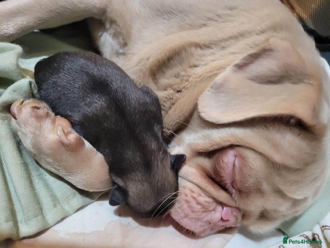 Pug dogs for sale: Gorgeous pug puppies for sale - Advert 6