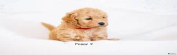 Labradoodle dogs for sale: Multi Gen Mini Labradoodle Puppies in Peebles - Advert 8