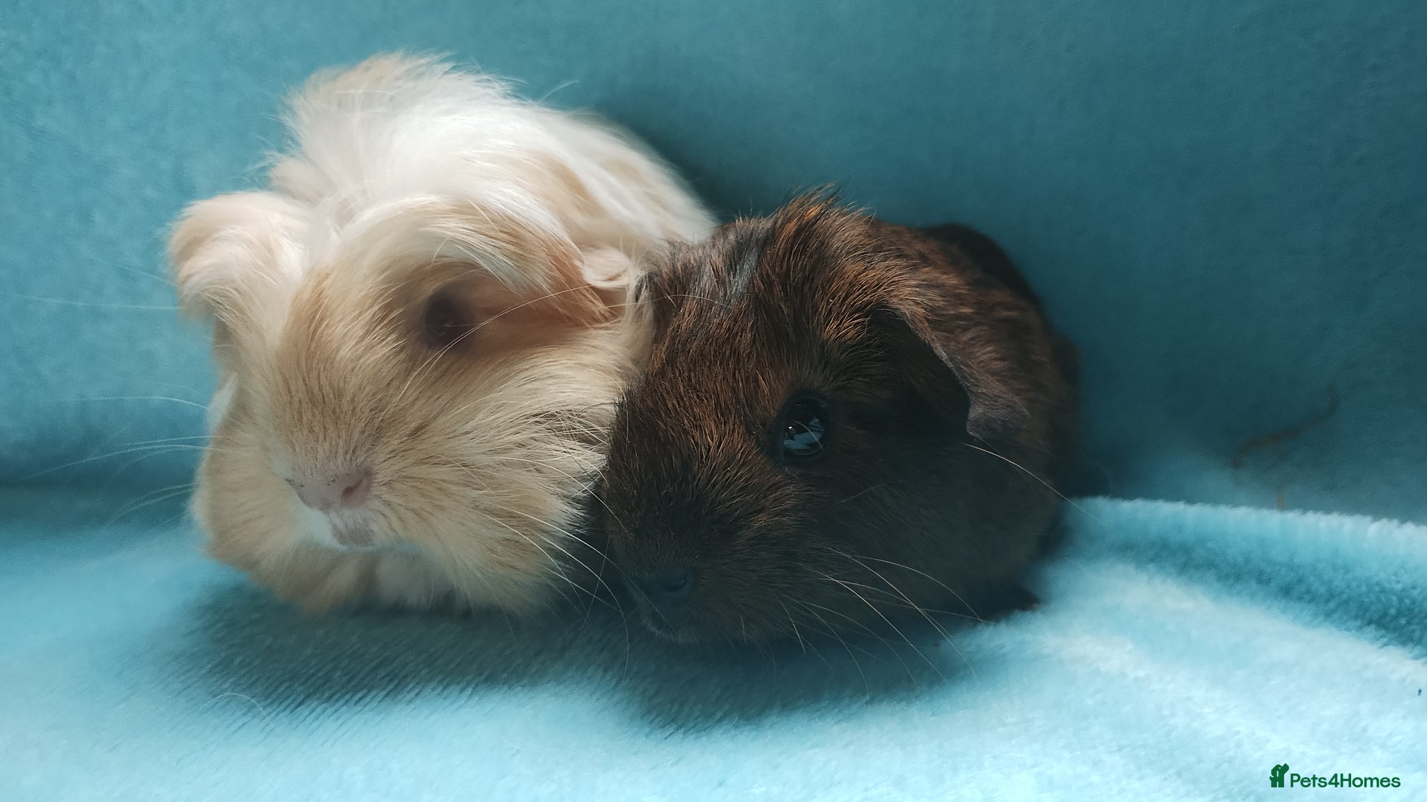 Guinea Pig rodents Baby cornet and friend ready now  - Advert 12