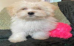 Maltipoo dogs for sale: maltipoo puppies for sale  - Image 24