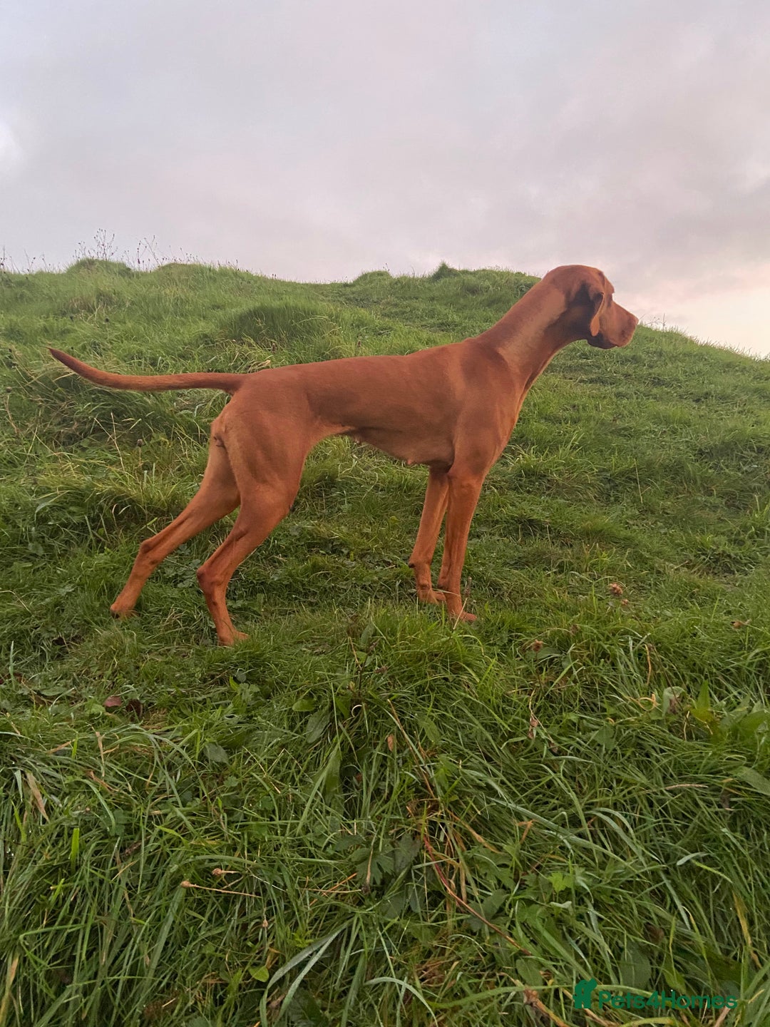Hungarian Vizsla dogs for sale: Hungarian Vizsla puppies - KC registered  - Advert 3