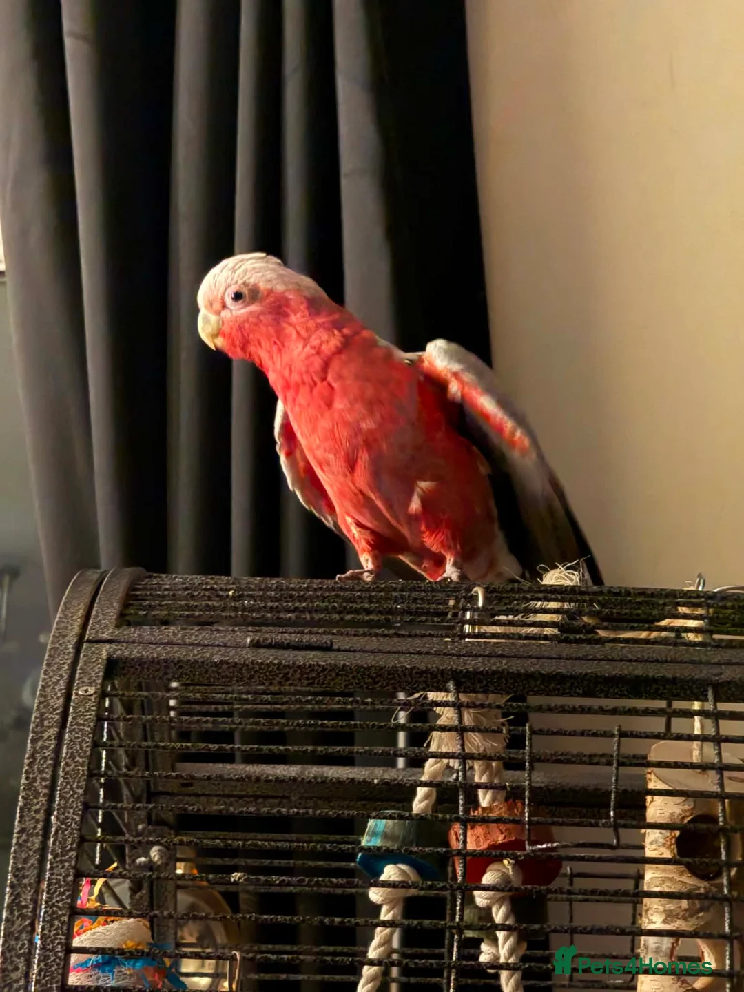 Cockatoo birds for sale: Elvis the outstanding Galah Cockatoo in Billingham - Advert 2