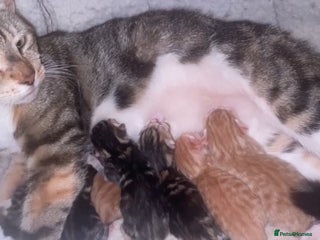 Domestic Shorthair cats for sale - Advert 1