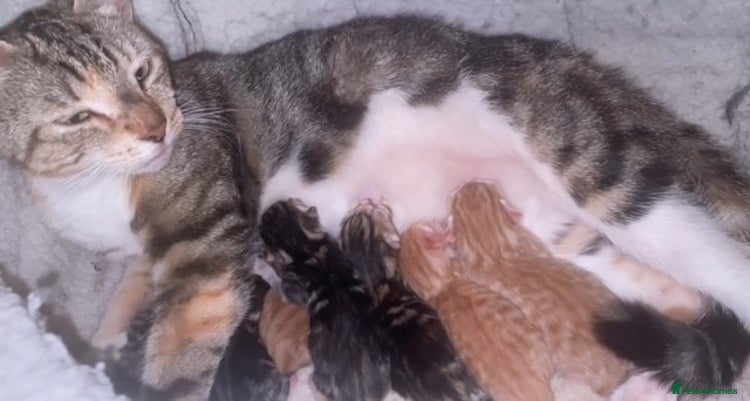 Domestic Shorthair cats - Advert 1