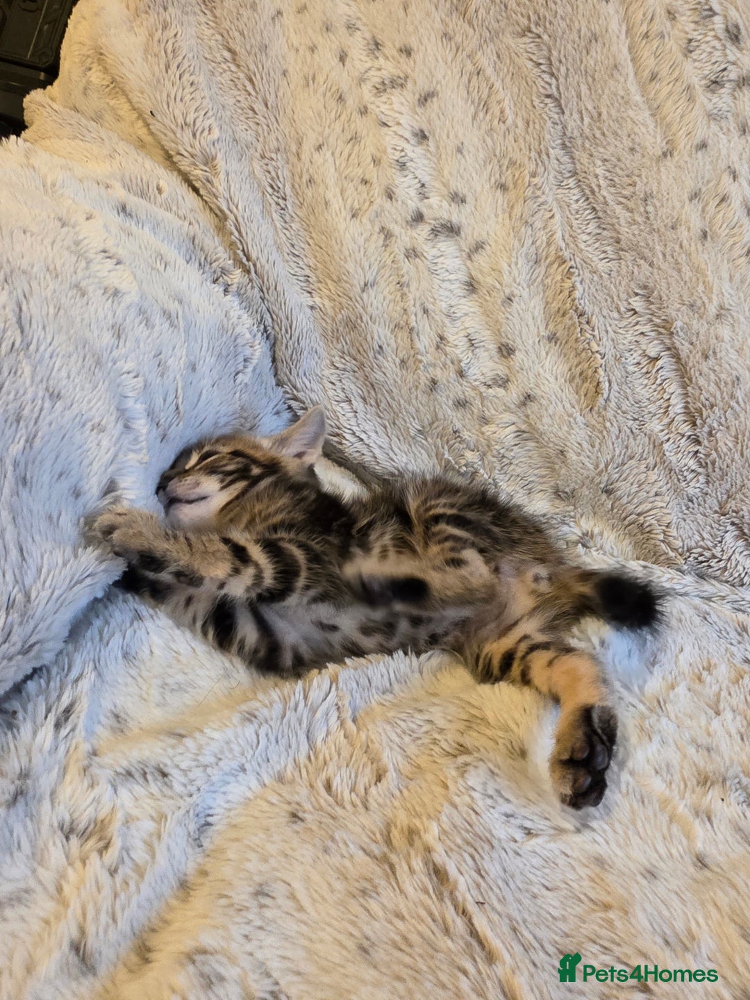 Mixed Breed cats for sale: 2 Male Stripy Kitten's - Advert 31