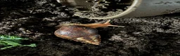 Snails invertebrates for sale: African land snails in Malton - Advert 2
