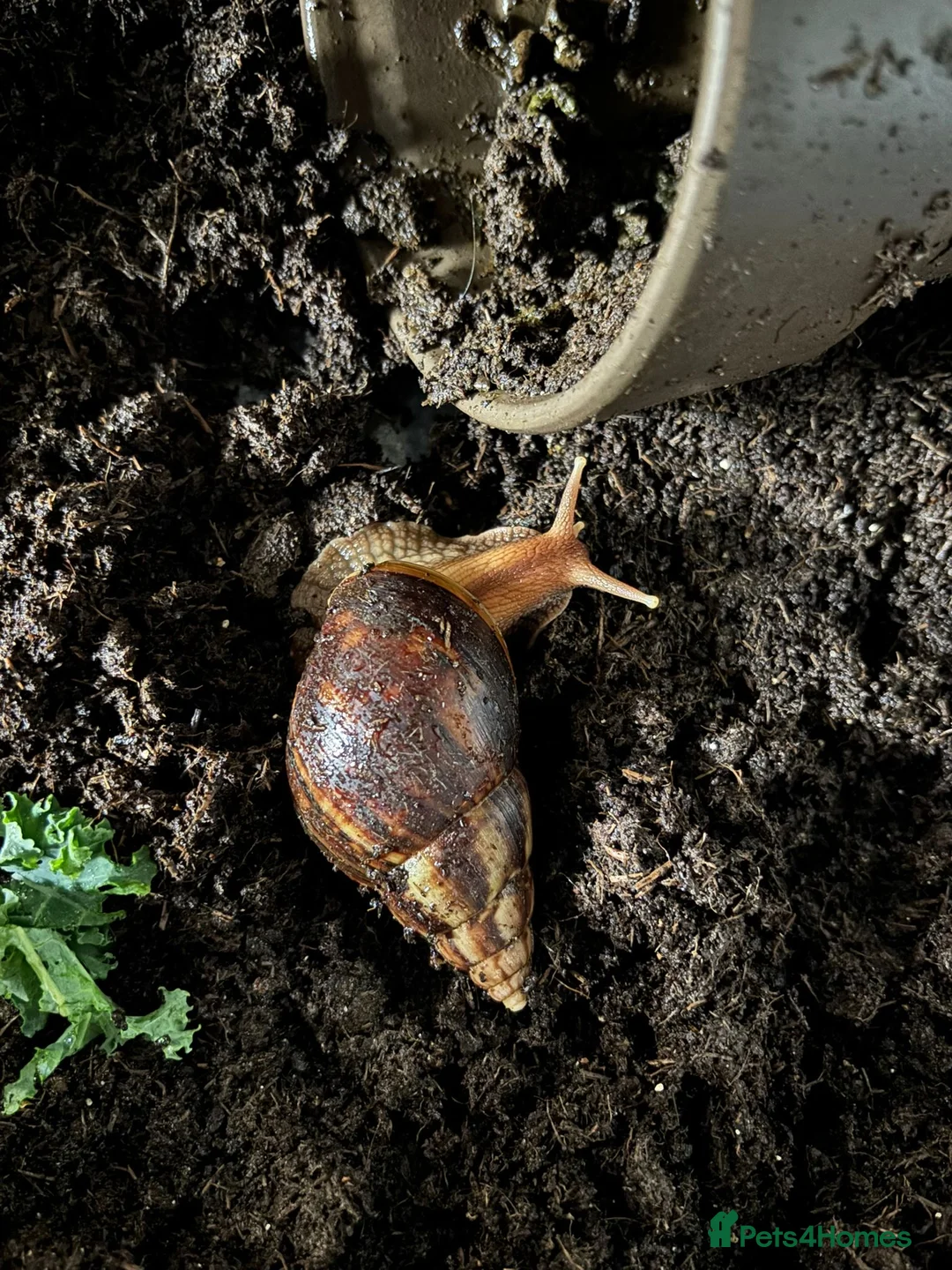 Snails invertebrates for sale: African land snails in Malton - Advert 2