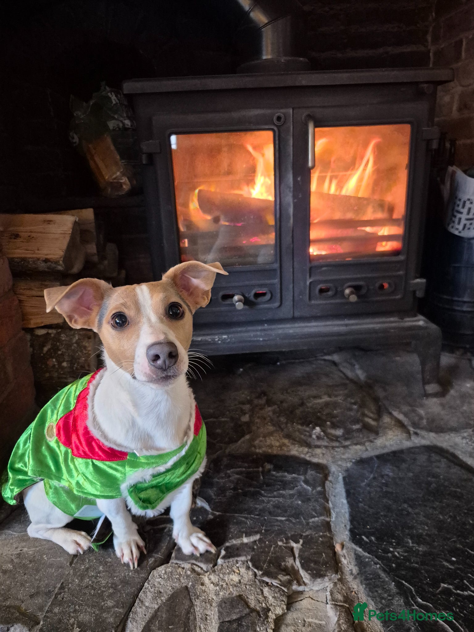 Jack Russell dogs 7 gorgeous blue tri Mini Jack Russell's for sale  - Advert 1