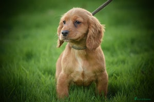 Cocker Spaniel dogs Gorgeous KC Cocker Spaniel Pups - Advert 5