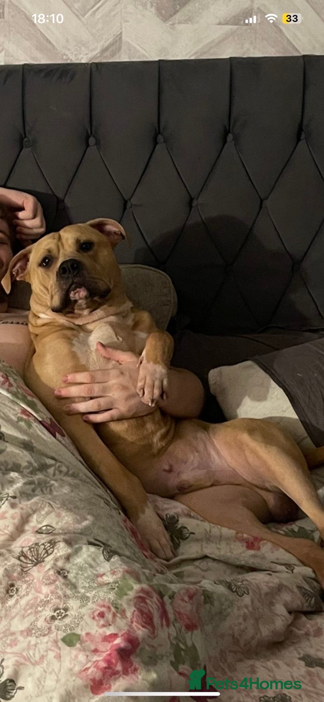 Mixed Breed dogs for sale: Mr bear  - Image 3