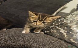 British Shorthair cats for sale: Kittens very playfull mother can be seen ready now - Image 1