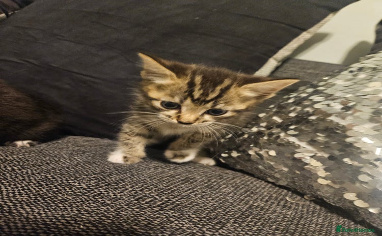 British Shorthair cats - Advert 5