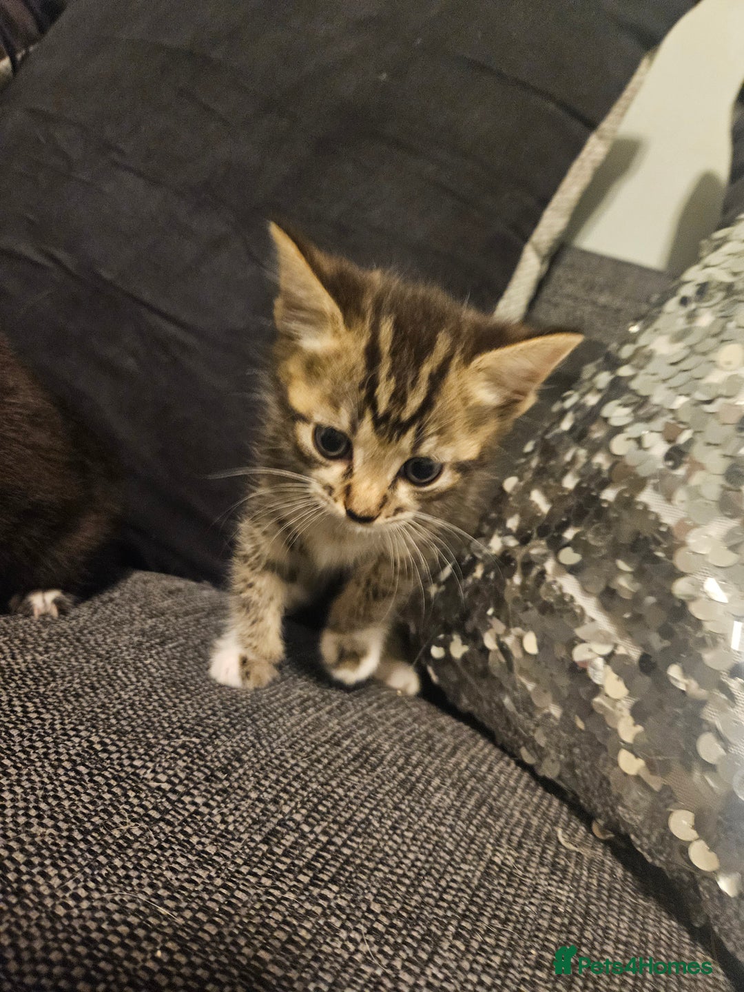 British Shorthair cats for sale: Kittens very playfull mother can be seen ready now - Image 1