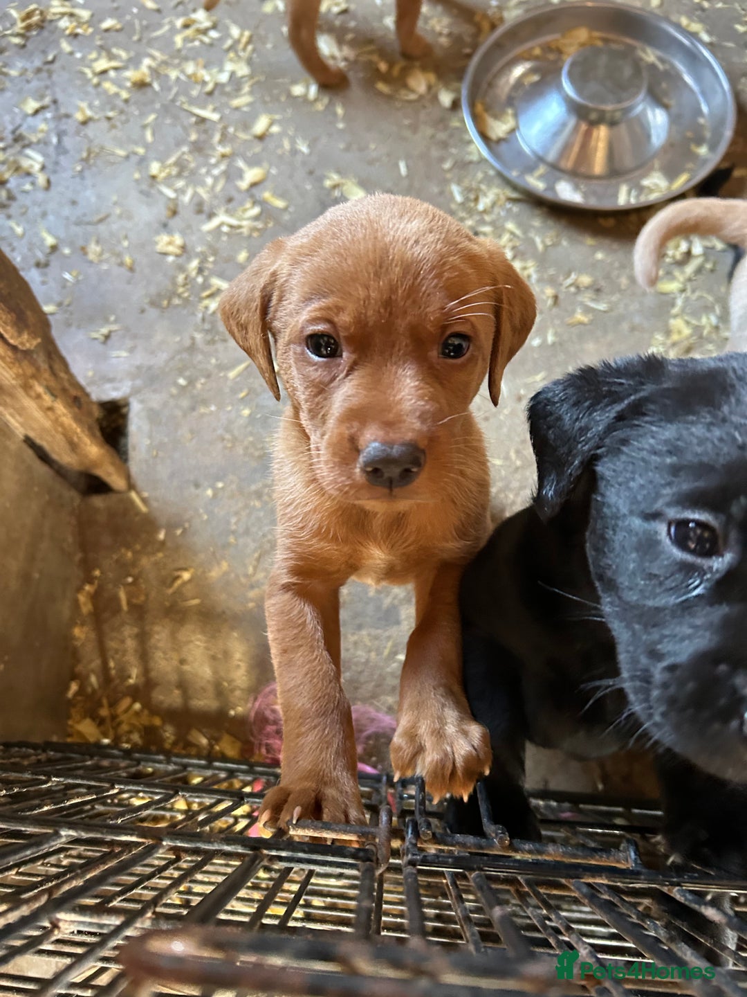 Labrador Retriever dogs for sale: Labrador pups, 7 still available.  in Launceston - Image 9