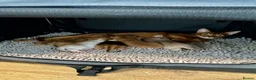 Abyssinian cats for sale: Abyssinian kittens  - Advert 22
