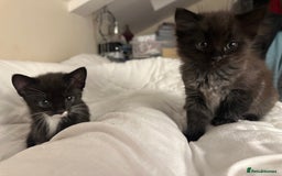 Ragdoll cats for sale: 2 male kittens (Half Ragdoll) - Image 7