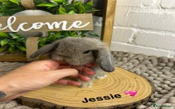 Mini Lop rabbits for sale: Mini lop babies  - Image 5