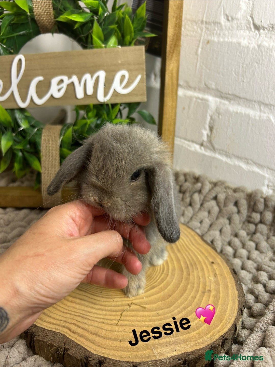 Mini Lop rabbits for sale: Mini lop babies  - Image 5