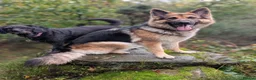 German Shepherd dogs for sale: ROCKFORCE LONG HAIRED WORKING LINE GSD  - Advert 2