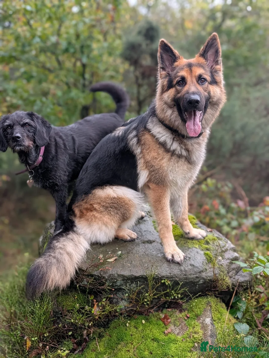 German Shepherd dogs for sale: ROCKFORCE LONG HAIRED WORKING LINE GSD  - Advert 2