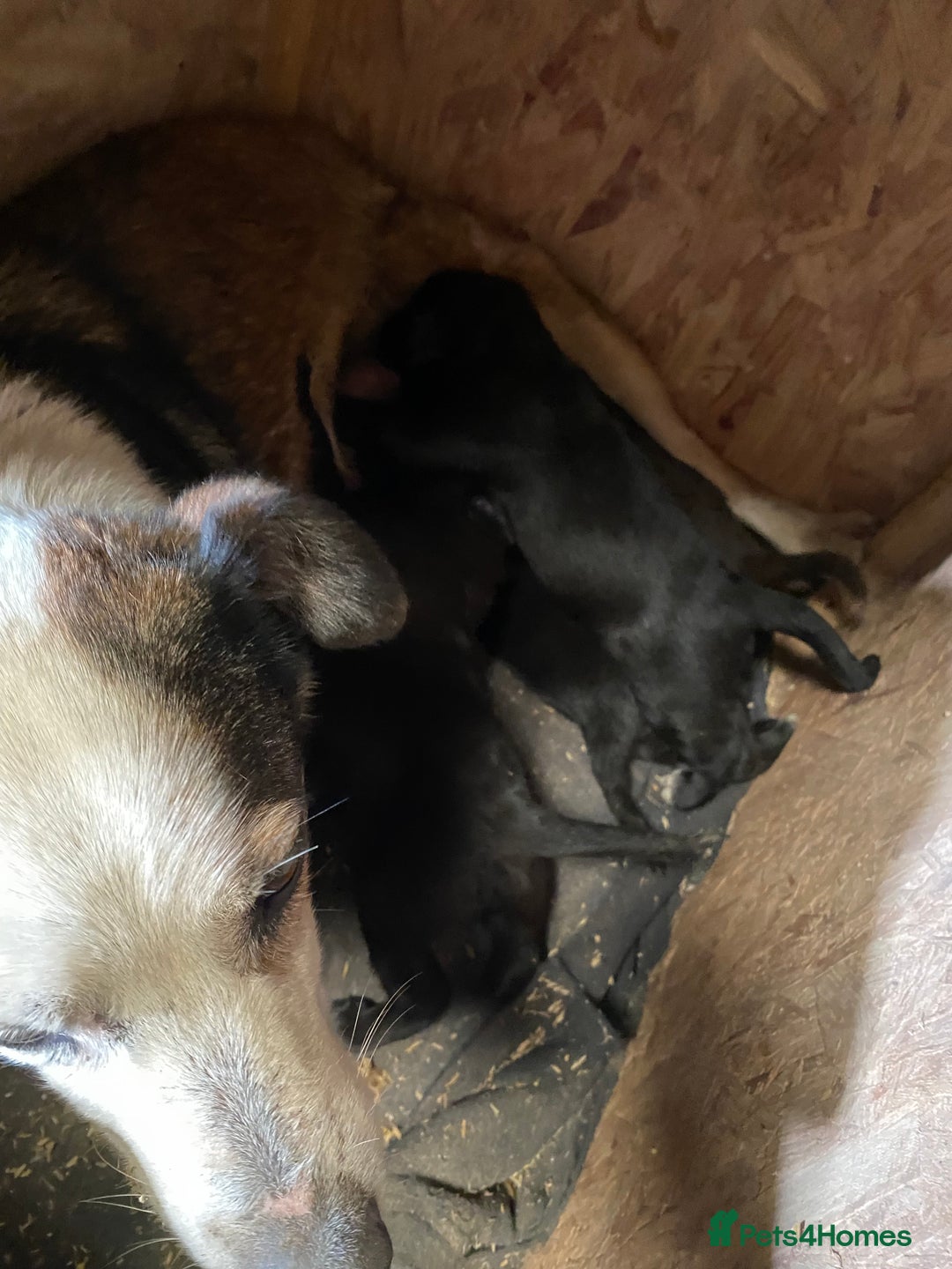 Mixed Breed dogs for sale: Welsh collie x red fox Labrador - Image 8