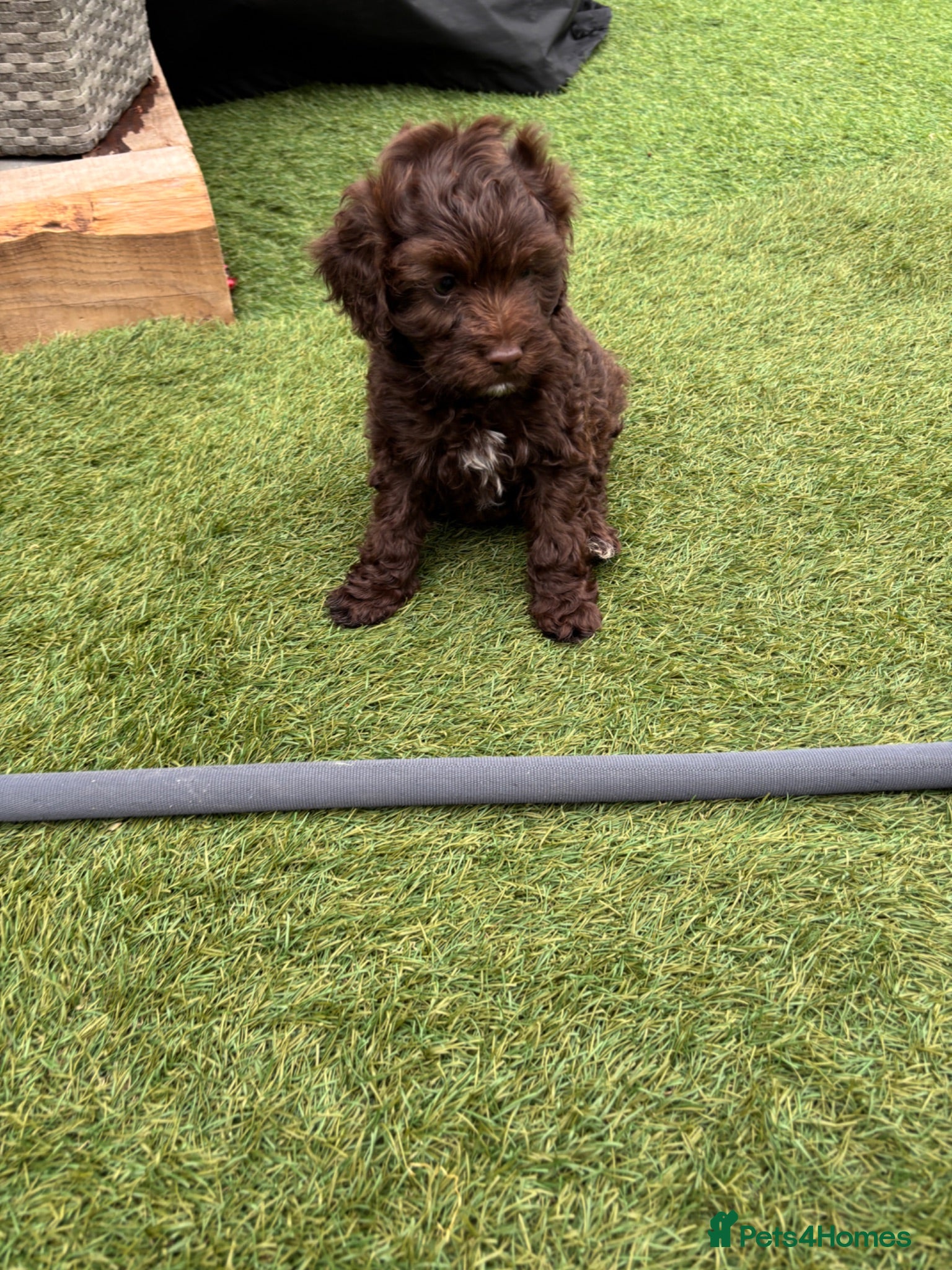 Cavapoo dogs 1 cavapoo boy left  - Advert 2