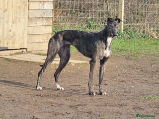 Greyhound dogs 🐾 Meet Cass – Bursting with Character 🐾 - Advert 17