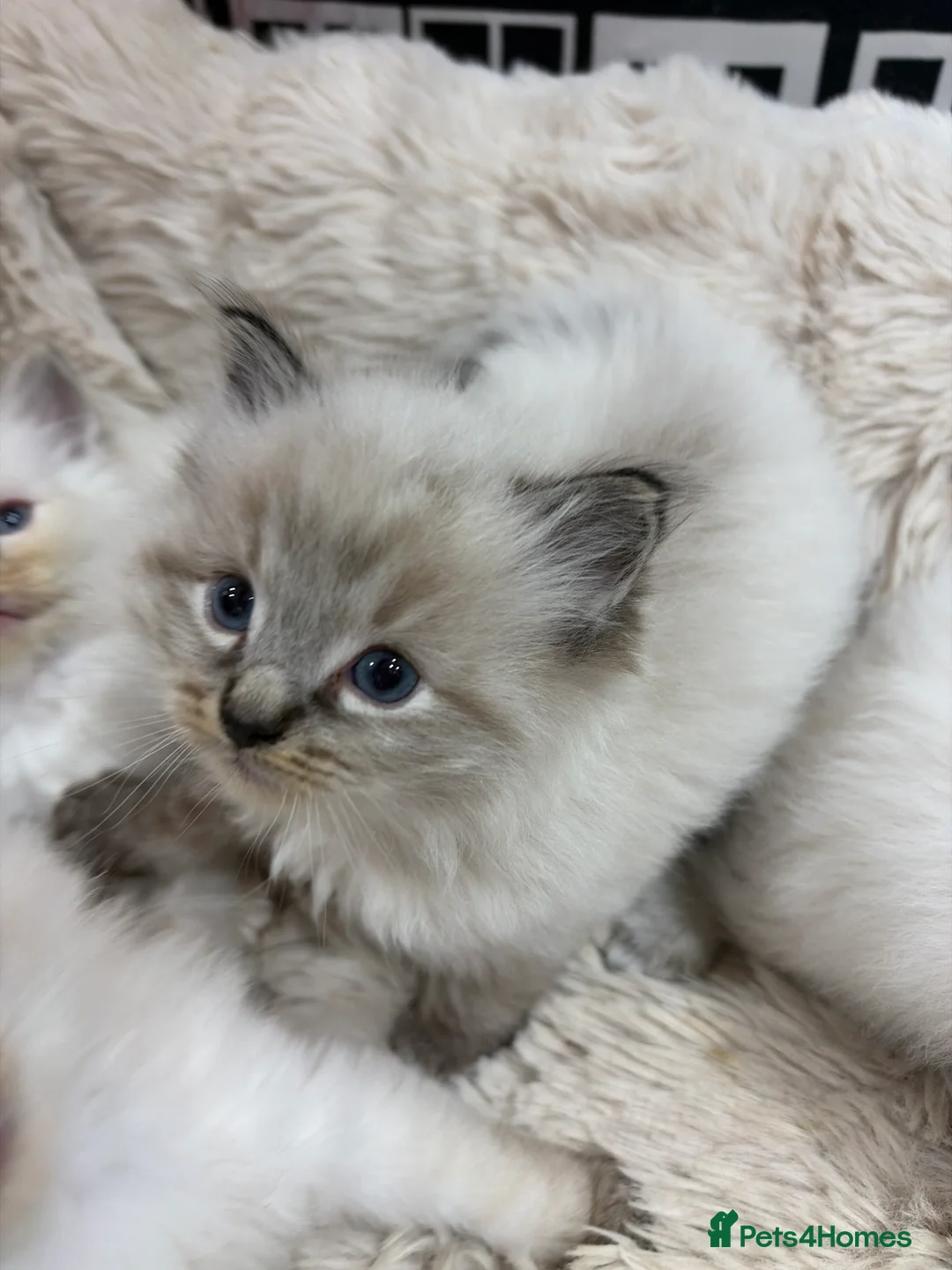 Ragdoll cats for sale: Ragdoll kittens - Advert 2
