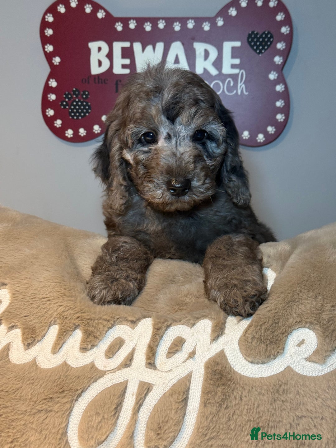 Cockapoo dogs for sale: F1B Cockapoo’s fully vaccinated  - Advert 5
