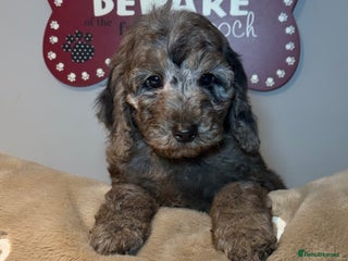 Cockapoo dogs F1B Cockapoo’s ready now - Advert 10