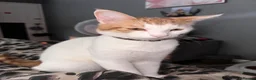 Domestic Shorthair cats for sale: Pancake/ Hunter  in Dudley - Advert 7