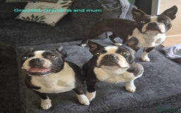 Boston Terrier dogs for sale: Stunning true to type wildax litter - Image 24